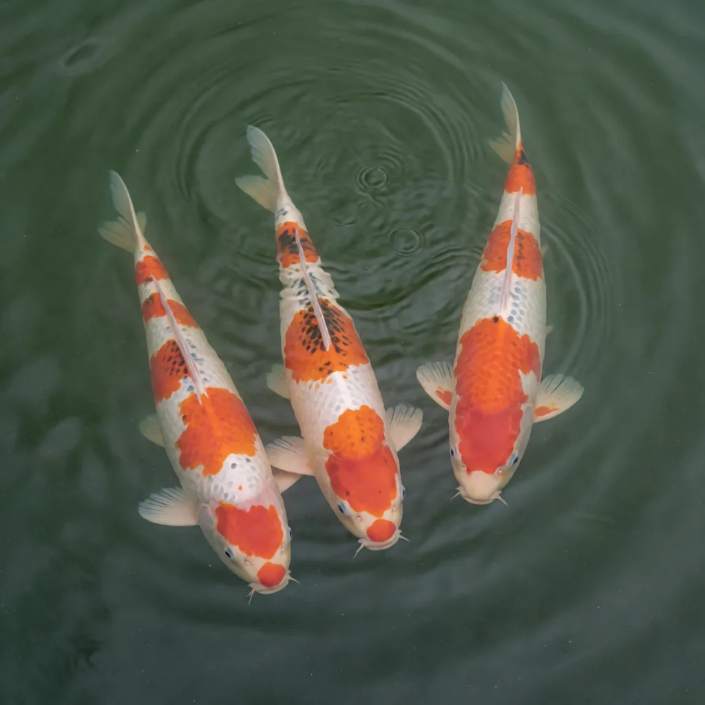 Koi from above