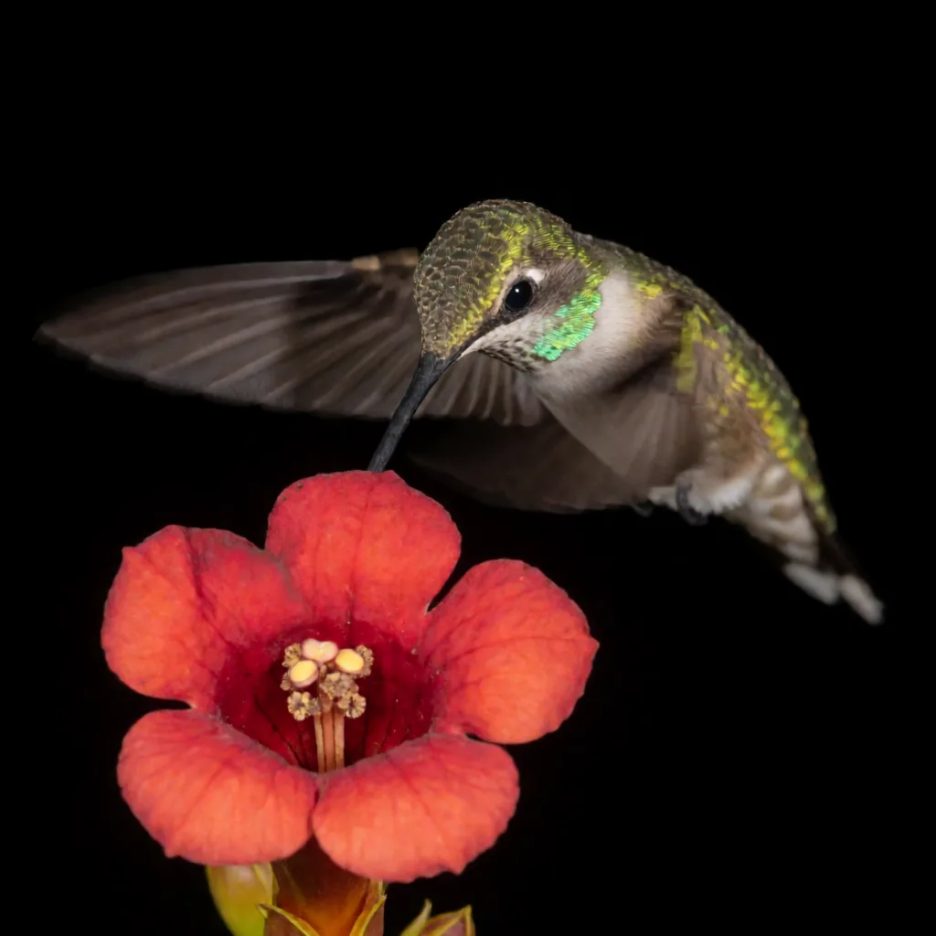 Hummingbird at a flower