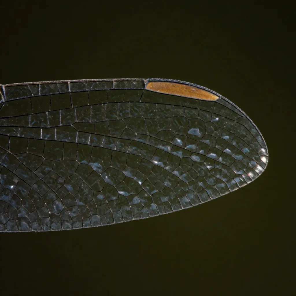 Dragonfly wing, macro