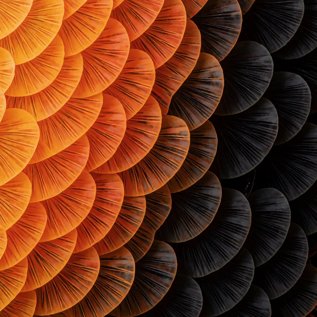Butterfly scales