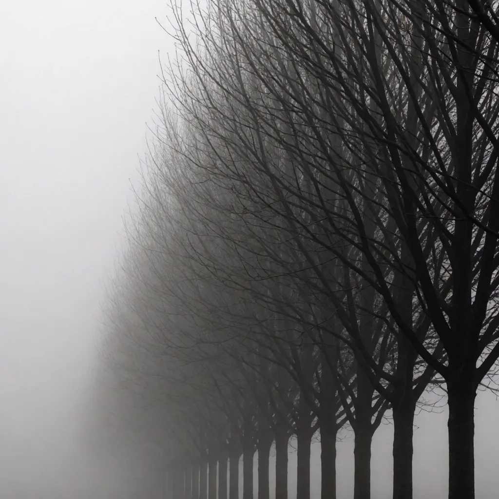 Trees against fog