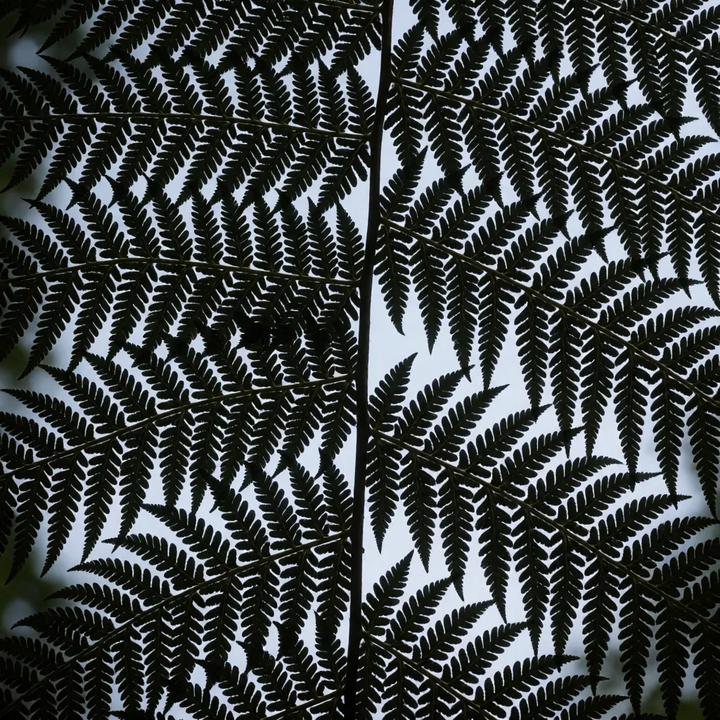 Ferns backlit to black